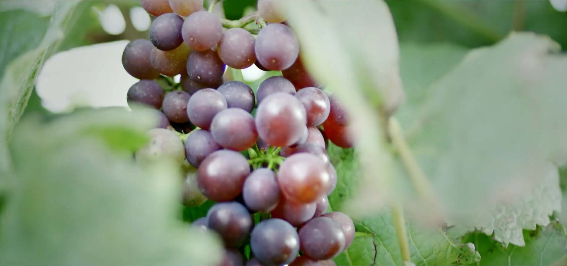 Nahaufname von Trauben in den Weinbergen von klüsserath