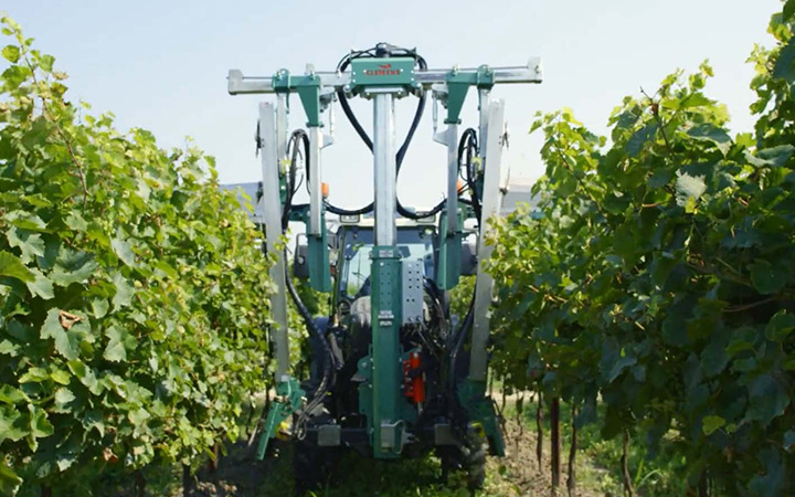 Clemens – Laubschneider